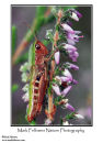 Meadow grasshopper Chorthippus parallelus
